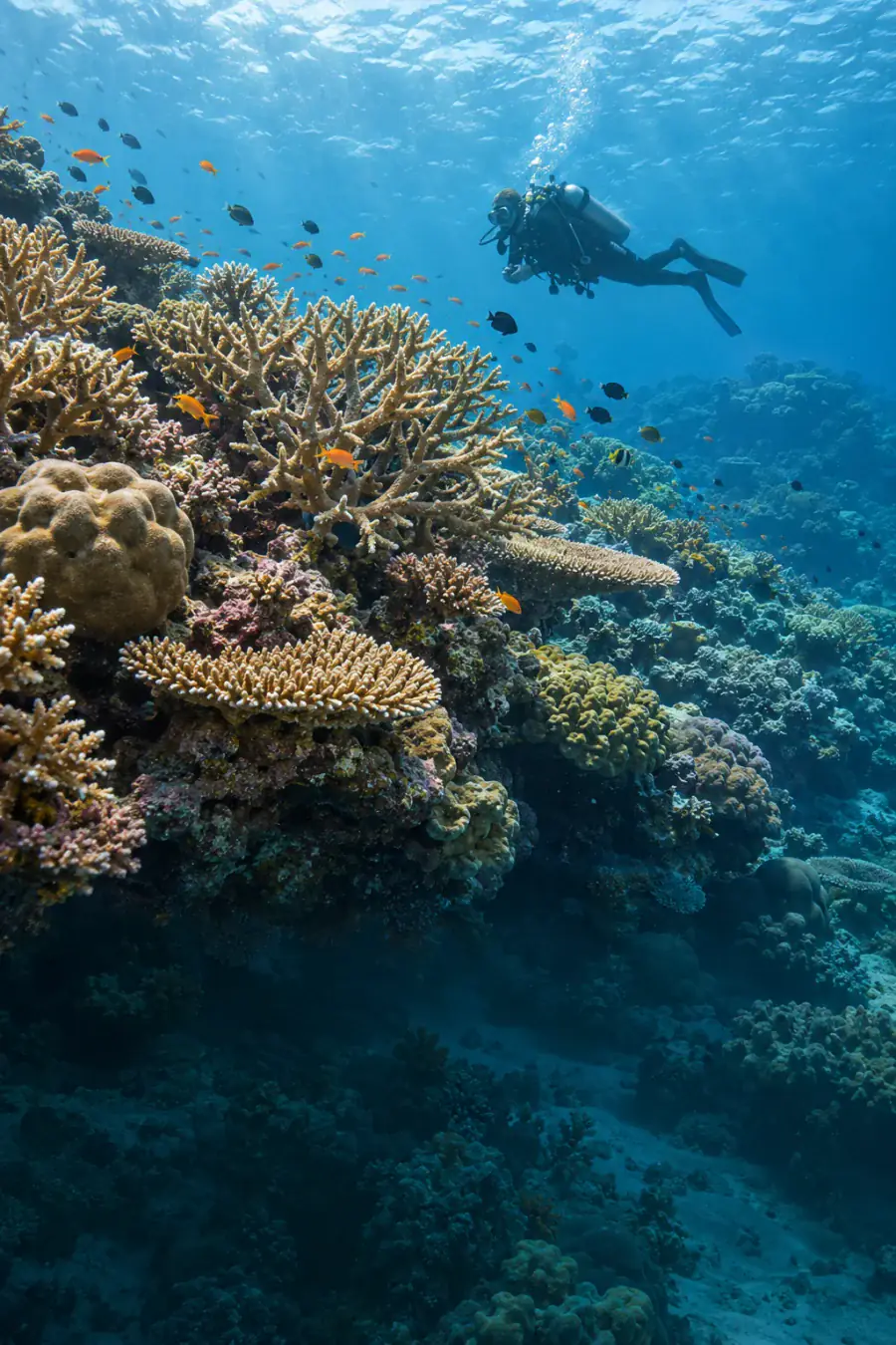 Illustration of a research diver observing a tropical coral reef