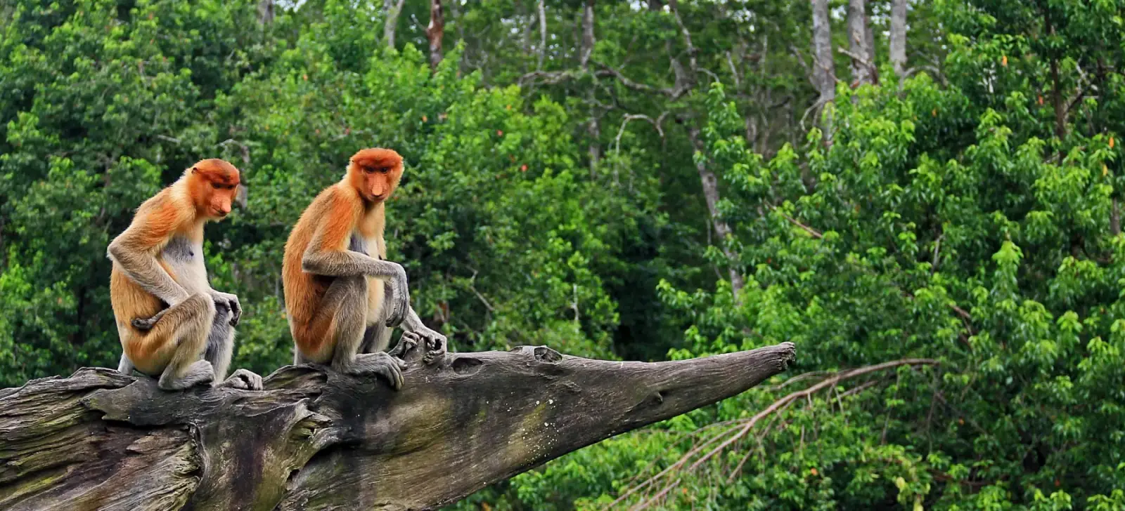 Two proboscis monkeys perched on a fallen tree above the forest canopy