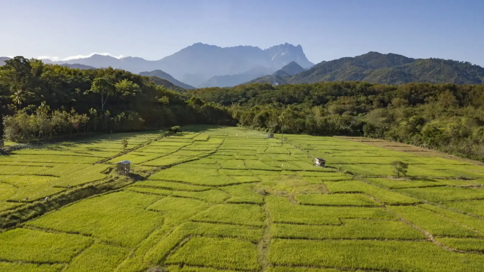 Green rice paddies in the Sabah highlands, with Mount Kinabalu rising on the horizon